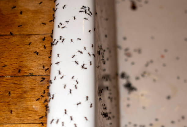 Best Pest Removal Services  in Legend Lake, WI